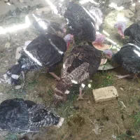 بوقلمون نر و ماده