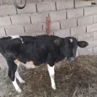 گاو گوساله|حیوانات مزرعه|نرماشیر, |دیوار