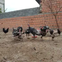 بوقلمون برنز ۶ ماهه و ۸ ماهه و ۱۰ ماهه|حیوانات مزرعه|گرگان, |دیوار