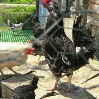 جوجه مرغ زینتی آگاهی (برهماوگلین لری وکوشین و)