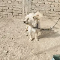 سگ پاکوتاه|سگ|سلماس, |دیوار