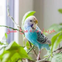 مرغ عشق ماده