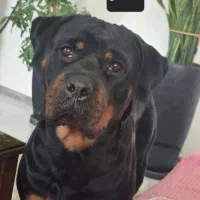 واگذاری توله روتوایلر|سگ|طرقبه, |دیوار