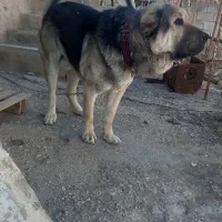 سگ پژدر اصیل