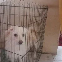 سگ شیتزوکراس اساله