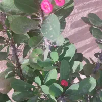 گل زیبا ی مرجان