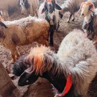 ۷میش وبره|حیوانات مزرعه|شوشتر, |دیوار