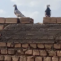 مفلق دمبی