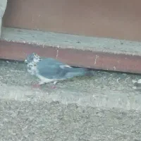 کبوتر|پرنده|شیراز, شهرک مهدیه|دیوار