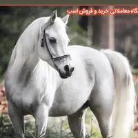بنگاه معاملاتی خرید و فروش اسب