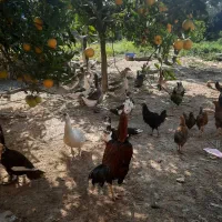 غاز محلی نر