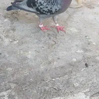 دو جفت پلاکی مسافتی|پرنده|اهواز, زرگان|دیوار