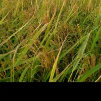 شالی کاری به صورت دهقانی نصفه کاری