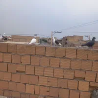 دوکتی بلقاری|پرنده|دزفول, |دیوار