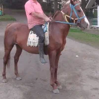 اسب کورند سال ۷