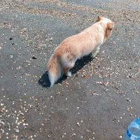 اشمیتز اصل، نر   برای جفت خوردن|سگ|رشت, شهرک صبا|دیوار