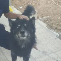 سگ دورگه هاسکی،ژرمن|سگ|بجنورد, |دیوار