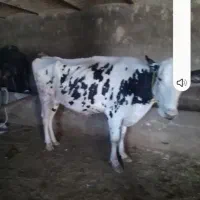 تلیسه.گوساله.ابستن|حیوانات مزرعه|زرین دشت (همدان), |دیوار