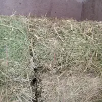 فروش یونجه چین دوم|حیوانات مزرعه|کوهین, |دیوار