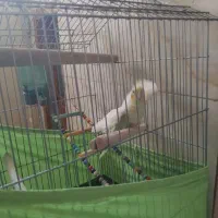 دوعدد عروس هلندی باقفس ۱تومن