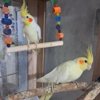 عروس هلندی  جفت مولد سالم سالم