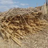 باغبانی درختکاری|خدمات باغبانی و درختکاری|کامیاران, |دیوار