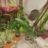 گل حراجی|گل و گیاه طبیعی|نیشابور, شهید بهشتی|دیوار