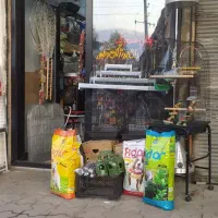 پرنده  سگ، گربه، خرگوش|پرنده|لاهیجان, کوی زمانی|دیوار