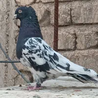 کفتر کله سیاه نر شهری سرخ نر