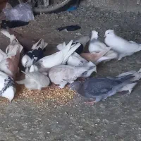 تعدادی کفتر بی بوم
