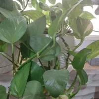 تعدادی گل پتوس|گل و گیاه طبیعی|صدرا-فارس, فاز ۲|دیوار