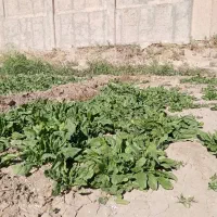 اسفناج