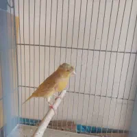 دو تا قناری نر