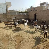 فروش گوسفند و بز