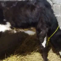 لیشه ۴ ماه|حیوانات مزرعه|لولمان, |دیوار