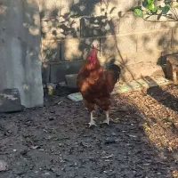 خروس محلی درشت و گوشتی زنده|حیوانات مزرعه|قائم‌شهر, |دیوار