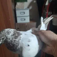 کبوتر نسل و خال قدیم