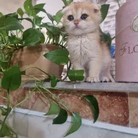 گربه بریتیش ماده