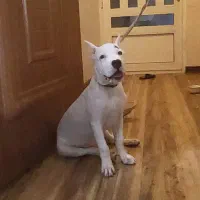 دوگو آرژانتینو|سگ|سمنان, |دیوار