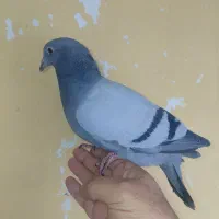 یک جفت جوجه آلمانی اصیل