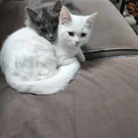 گربه بریتیش سفید و طوسی به فروش میرسد