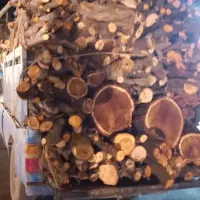 خریدانواع چوب از باغ داران به قیمت بالا