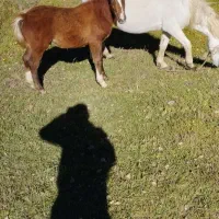 اسب|اسب و تجهیزات اسب‌سواری|هیر, |دیوار