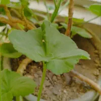 فروش تعدادی گل آپارتمانی|گل و گیاه طبیعی|شاهینشهر, عطار|دیوار