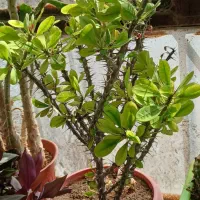 گل طبیعی وشاداب|گل و گیاه طبیعی|قوچان, |دیوار