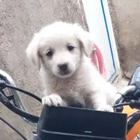 توله سگ پامر|سگ|مشهد, نیروی هوایی|دیوار