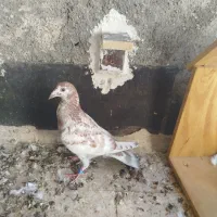 کفتر کلاغ طوقی|پرنده|مشهد, کوشش|دیوار