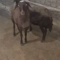 شیشک میش داشتی|حیوانات مزرعه|دورود, |دیوار