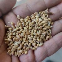 گندم قرمز|گل و گیاه طبیعی|اردبیل, |دیوار