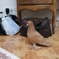 کفتر چشم عسلی پا پری